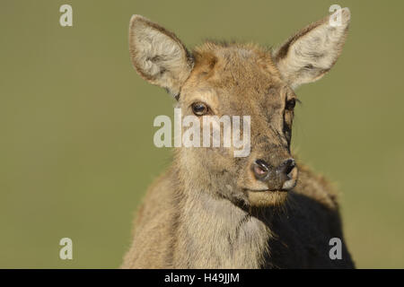 Red Deer (Cervus elaphus, Hind, portrait, tête, voir l'appareil photo, Banque D'Images