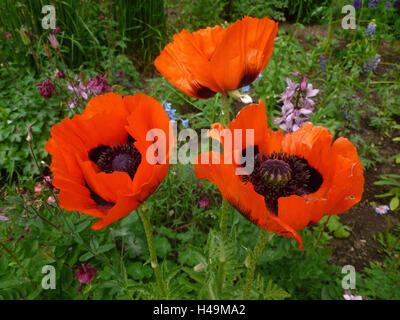 Coquelicots, Allemagne, Upper Bavaria, Munich, West Park, Banque D'Images