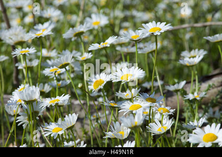 Les rites de marge, Chrysanthemum leucanthemum, medium close-up, Banque D'Images