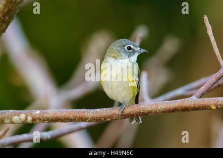 Viréo à tête bleue (Vireo solitarius), Caye verte Espace Nature, en Floride Banque D'Images