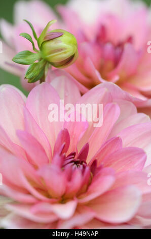 Water Lily - Dahlia, Dahlia x hoard sis 'Sourir de Crozon', fleurs, bourgeons, close-up, Banque D'Images