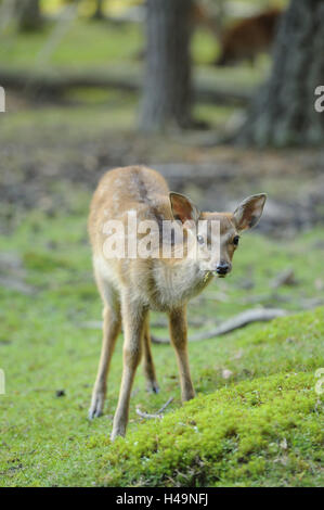 Le cerf sika, Cervus nippon, jeune animal, debout, frontale, looking at camera, Banque D'Images