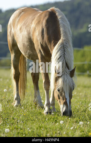 Haflinger, cheval, prairie, frontale, debout, manger de l'herbe, Banque D'Images