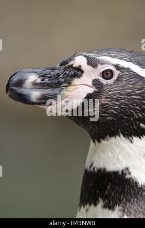 Manchot de Humboldt, Spheniscus humboldti, portrait, side view, Banque D'Images