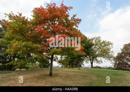 Londres, Royaume-Uni. 14 octobre 2016. De l'automne dans le parc de Greenwich. Crédit : Stephen Chung / Alamy Live News Banque D'Images