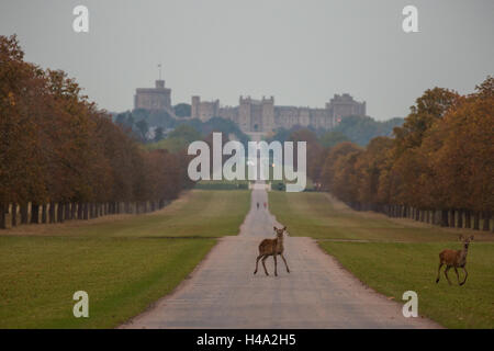 Windsor, Royaume-Uni. 14 octobre, 2016. Red Deer à Windsor Great Park au crépuscule pendant la saison du rut. Credit : Mark Kerrison/Alamy Live News Banque D'Images