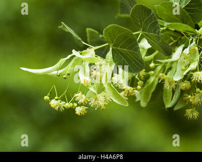 Summer tilleul, Tilia platyphyllos, fourche, feuilles, fleurs, Summers, Banque D'Images