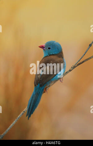 Blue-capped cordon-bleu, Banque D'Images