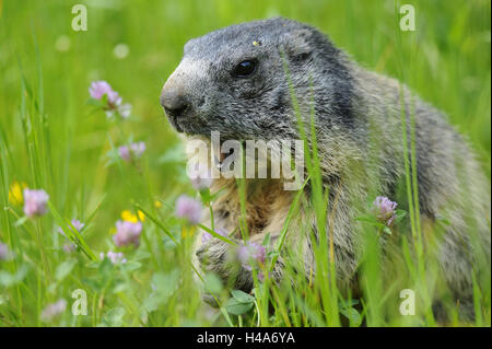 L'Alp, la marmotte Marmota marmota, portrait, sur le côté, voir l'appareil photo, Banque D'Images