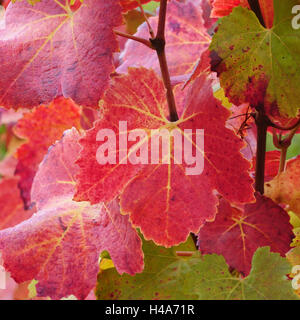 Vigne, feuilles de vigne, Banque D'Images