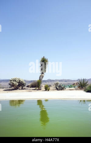 Piscine, Desert, Californie, USA, Banque D'Images