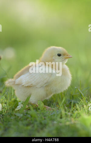 Poulet, Gallus gallus domesticus, chick, jaune, prairie, vue de côté, debout, Banque D'Images