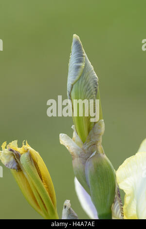 Iris iris allemand, nibelungen, bouton floral, Banque D'Images