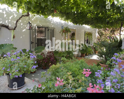 La Croatie, l'île de Losinj, Veli Losinj, jardin sur l'île de Ilovik, fleur Banque D'Images
