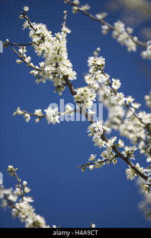 Blossoming apple-tree, fourches, medium close-up, Banque D'Images