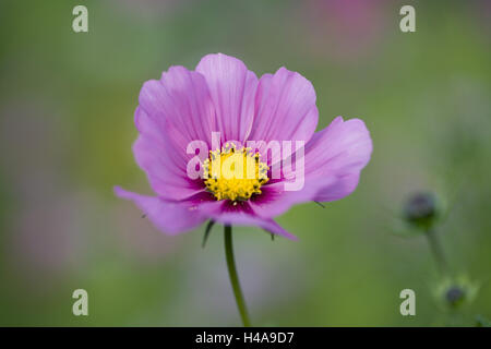 Cosmea rose, fleur simple, close-up, Banque D'Images