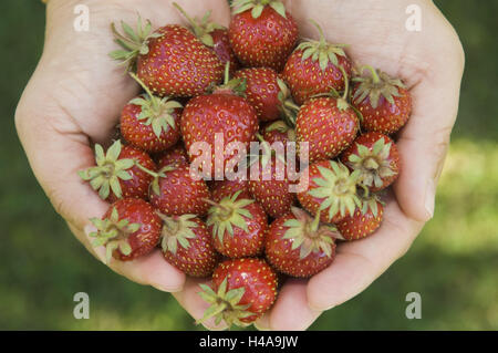 Femme, détail, mains, tenir, fraises, fraîchement, personnes, détail, fruits, baies, rouge, fraîchement harvest-, nutrition, santé, douce, juteuse, fruitée, de vitamines, riche en vitamines, conscient de la santé, de la nutrition-conscient, point d'été, photographie de produits, Banque D'Images