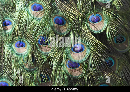 Paon bleu Pavo cristatus,, plumes, Close up, petit homme, animal, zoo, zoo Ave, d'animaux et d'oiseaux, des oiseaux gallinacés, Galliformes, phasianidae, phasianidae, paon, radian radian, plumes du paon, plumage, parade nuptiale, cour, coloré, colorée, admirablement, bleu, impressionnant, vert bleuté, Banque D'Images