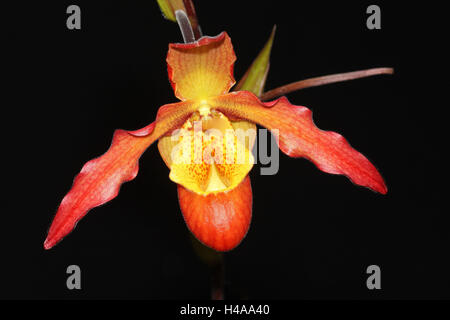 Orchid blossom, Phragmipedium' Feu Vivant', Banque D'Images