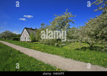 Fruit Farm entre blossoming cherry trees la société Estedeich dans l'Altes Land area, près de Hambourg, Banque D'Images