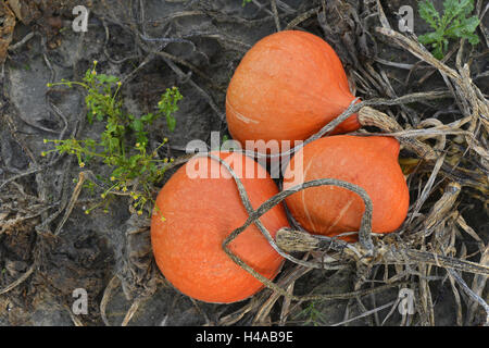 Champ de citrouilles, courges d'Hokkaido, Rhénanie-Palatinat, Allemagne, Banque D'Images