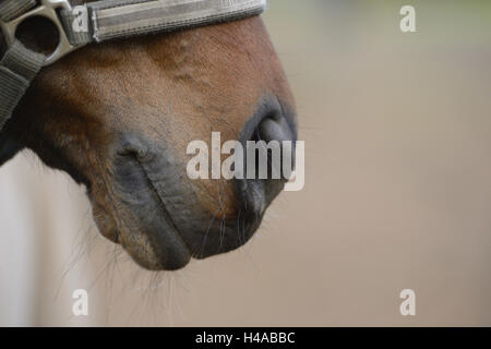 Cheval, warmblood bavarois, bouche, narines, détail, vue latérale, Banque D'Images