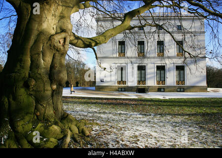 Allemagne, Hambourg, noueux Hêtre cuivre en face du Jenischhaus' dans le parc Jenisch, Klein-Flottbeker Banque D'Images