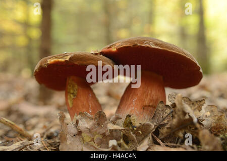 Tige avec bolet, Boletus erythropus, forêt, gros plan, Banque D'Images