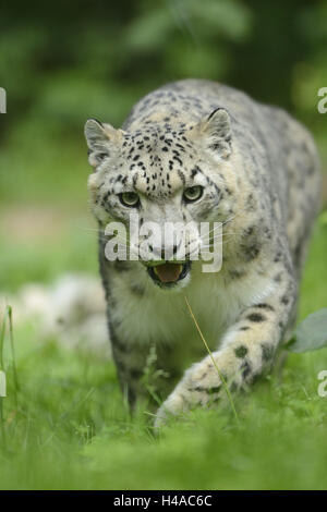 Snow Leopard, Uncia uncia, pré, tournant, vue de face, looking at camera, Banque D'Images