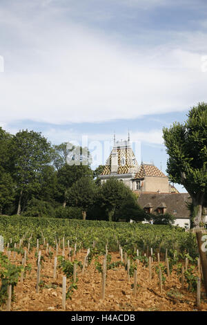 Europe, France, Bourgogne, Beaune, viticulture, Banque D'Images