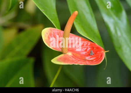 Grande fleur, Anthurium andraeanum flamingo, blossom, medium close-up, Banque D'Images