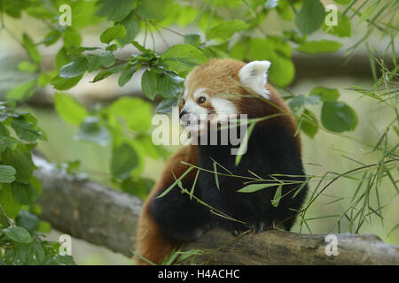 Petit panda, Ailurus fulgens, s'asseoir, manger, vue de face, l'appareil photo Banque D'Images