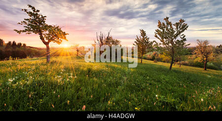 Germany, Bavaria, Augsbourg Western Woods Nature Park, arbustes, Leuthau, lever du soleil, Banque D'Images