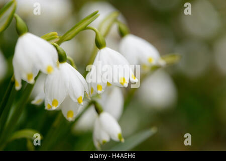 Printemps Leucojum vernum, Flocon, blossom, Banque D'Images