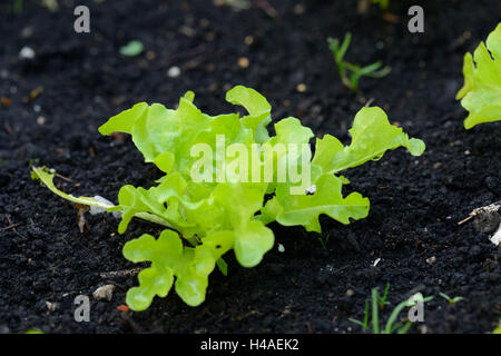 Couper la salade, Lactuca sativa var. Crispa, potager, Banque D'Images