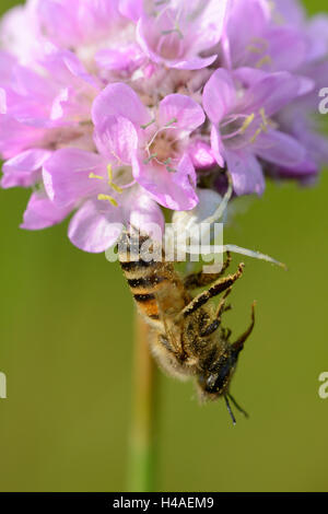 Araignée Crabe, Thomisus onustus ., manger, abeille, Apis mellifera, Banque D'Images