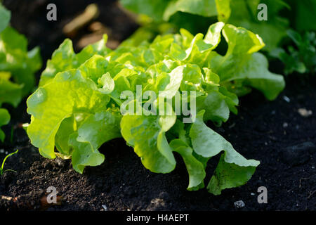 Couper la salade, Lactuca sativa var. Crispa, standard feuilles vert, plante, Banque D'Images