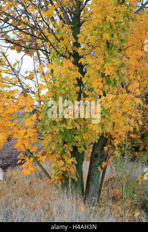 L'érable sur le terrain à l'automne, Acer campestre Banque D'Images