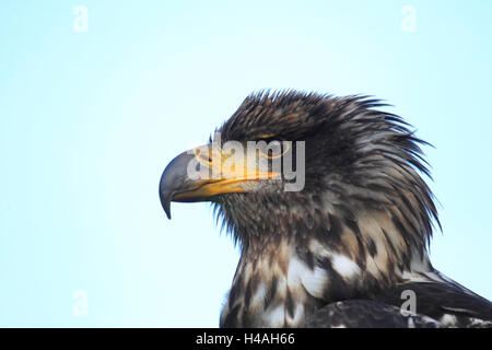 Le pygargue à tête blanche, le jeune animal, Haliaeetus leucocephalus Banque D'Images