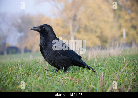 Corneille noire, Corvus corone, debout dans l'herbe Banque D'Images