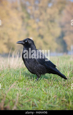 Corneille noire, Corvus corone, debout dans l'herbe Banque D'Images