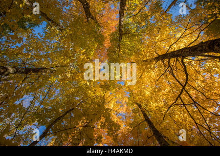 Couleurs d'automne près de Newport, en Nouvelle-Écosse, Canada. Banque D'Images
