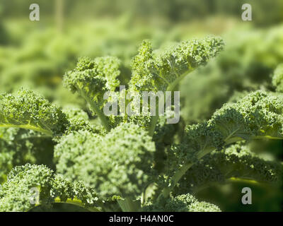 Chou frisé, Brassica oleracea convar. acephala var. Sabellica, Banque D'Images