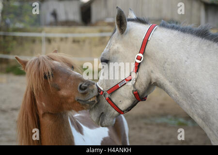 Horse, portrait, Quarab, frontale, looking at camera, Banque D'Images