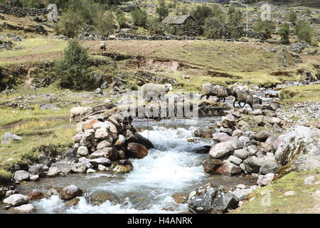 Pérou, Cusco, Lares, Aquas Calientes, Banque D'Images