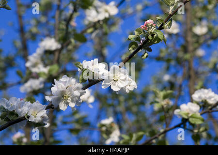 Blossoming apple-tree, fourches, medium close-up, Banque D'Images