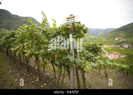 Région viticole de la Wachau, Spitz Kremser pays, l'Autriche, Banque D'Images