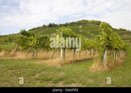 Vignoble domaine Wachau, Veltliner, vert, Banque D'Images