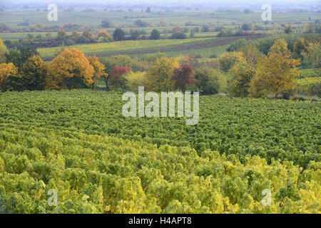 L'automne à l'Alsace, de la Forêt du Palatinat, vignoble, Gimmeldingen, Rhénanie-Palatinat, Allemagne, Banque D'Images