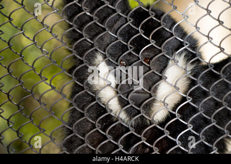 White-cheeked gibbon (Nomascus leucogenys) mâle donne de son boîtier zoo Banque D'Images